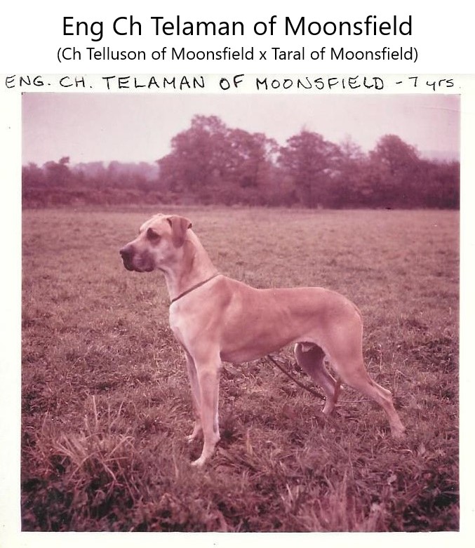 Eng Ch Telaman of Moonsfield